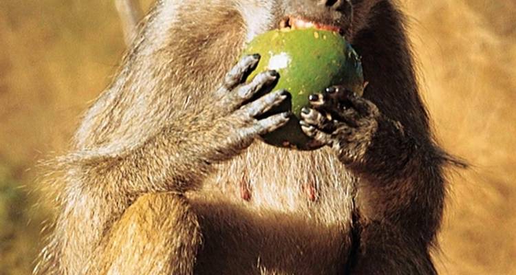 Go4South Africa - Adventure trip for the whole family - DERTOUR 9