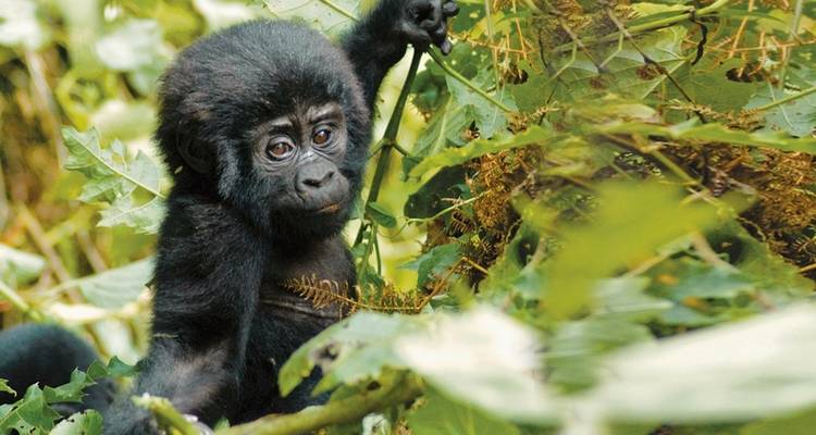 Vagabundos - Explorador de Uganda - DERTOUR 3