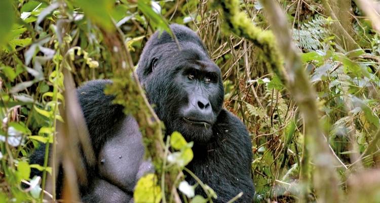Drifters - Explorateur de l'Ouganda - DERTOUR 2