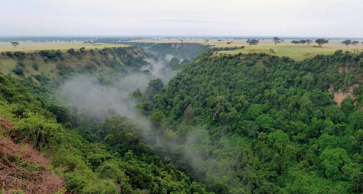 Üppige Schlucht mit Nebel, der zwischen den Bäumen aufsteigt.