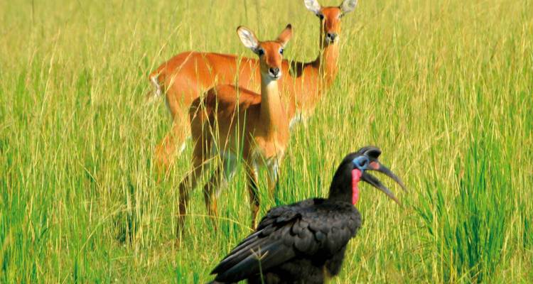 Hirsch und ein Vogel auf einer Wiese.