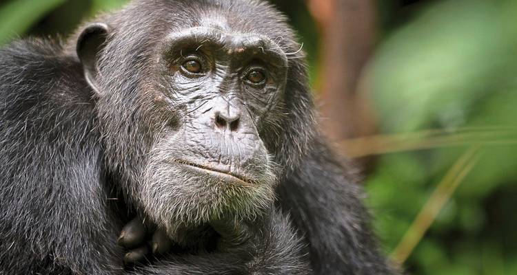 Nahaufnahme des Gesichts eines Schimpansen.