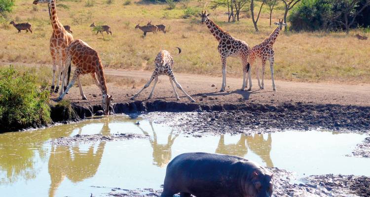 Giraffen und Nilpferde an einem Wasserloch an einem sonnigen Tag.