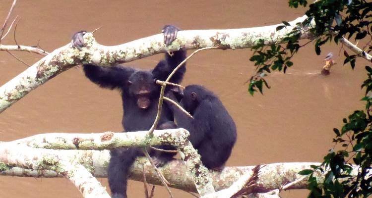Schimpansen in einem Baum am Fluss.