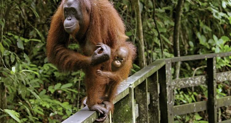 Merveilles naturelles de Bornéo (Kuching-Kota Kinabalu) - DERTOUR 1