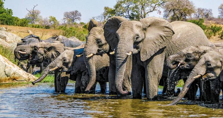Mehrere Elefanten trinken Wasser aus einem Fluss.