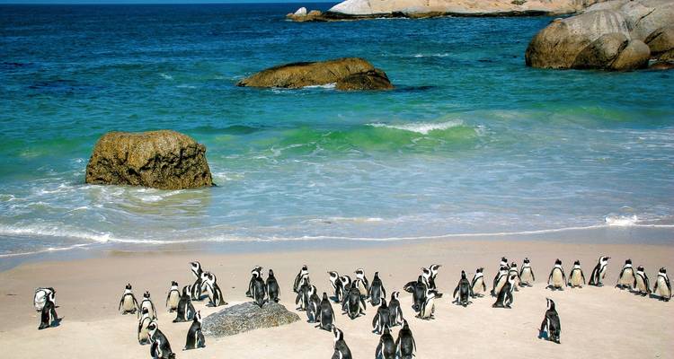 Pinguine an einem Strand mit Wellen im Hintergrund.