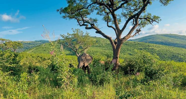 Éléphant marchant dans la savane sous un arbre.