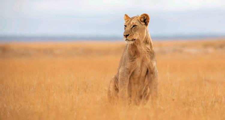 Leeuwin zittend in het grasland starend in de verte.
