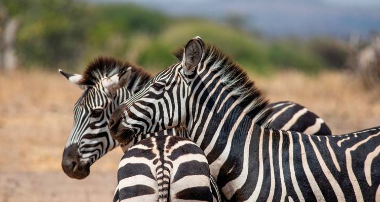 Twee zebra's in de nabijheid van elkaar met een wazige natuurlijke achtergrond.