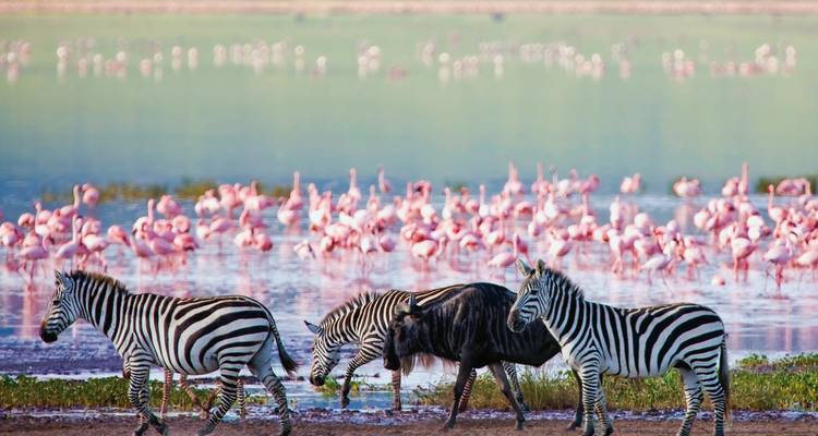 Zebra's en flamingo's rond een waterlichaam in een sereen landschap.