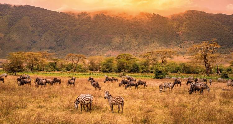 Zebra's en gnoes die grazen met een bergachtergrond bij zonsondergang.