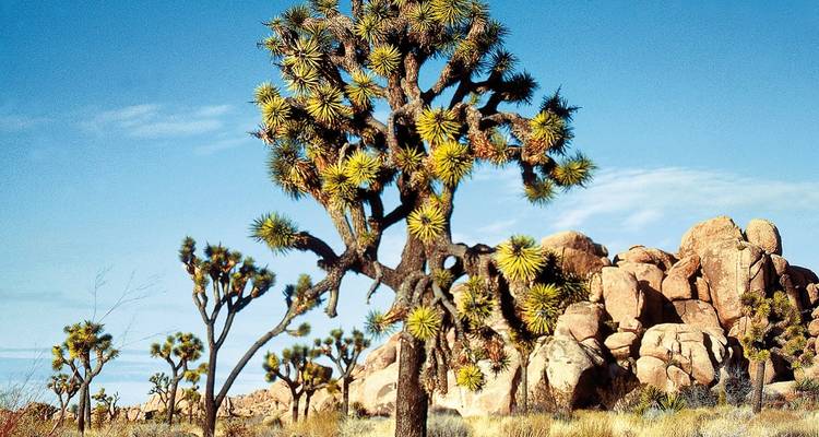 Wüstenlandschaft mit Josua-Bäumen.