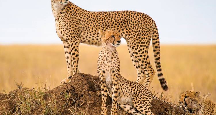 Magical Tanzania - DERTOUR 7