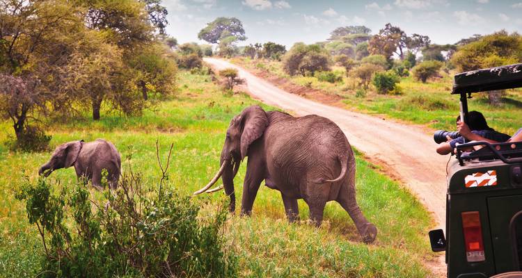 Eine Elefantenmutter und ihr Kalb überqueren eine Schotterstraße auf einer Safari mit einem Touristenfahrzeug.