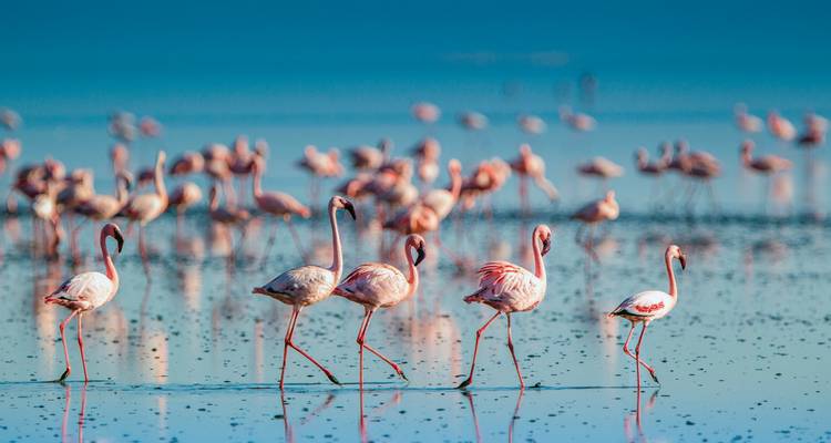 Ein großer Schwarm Flamingos, der in einem blauen See watet.