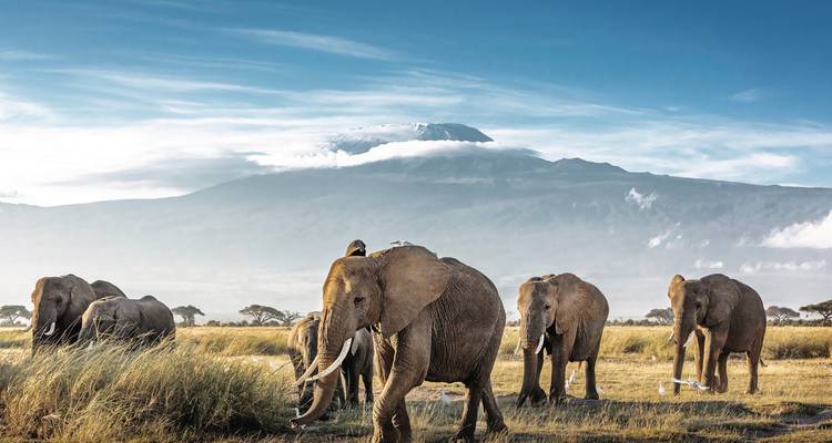 Groupe d'éléphants dans les prairies avec le mont Kilimandjaro en arrière-plan.