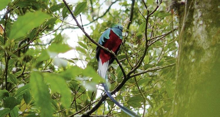 Costa Rica secreta: quetzales y delfines - DERTOUR 5