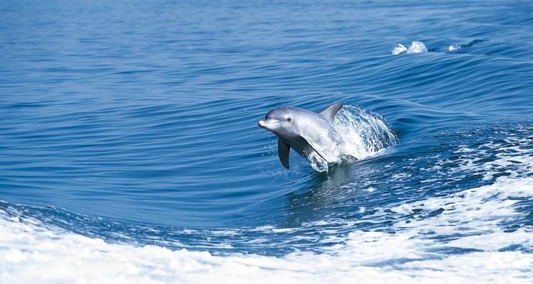 Costa Rica secreta: quetzales y delfines - DERTOUR 4