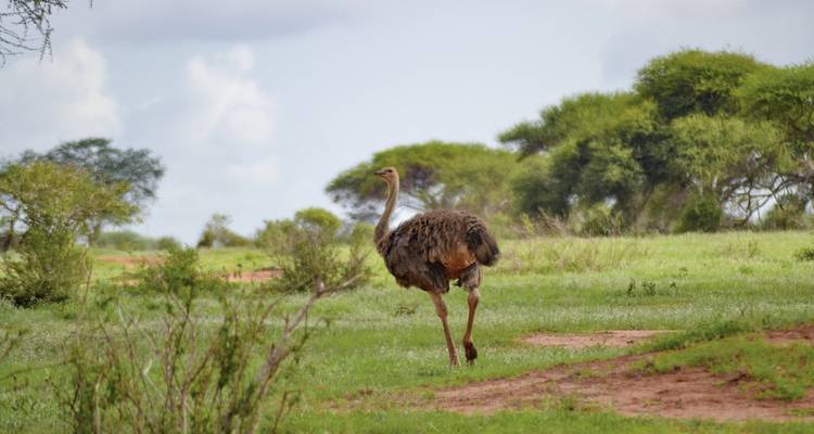 Une autruche marchant dans un paysage de savane herbeuse.