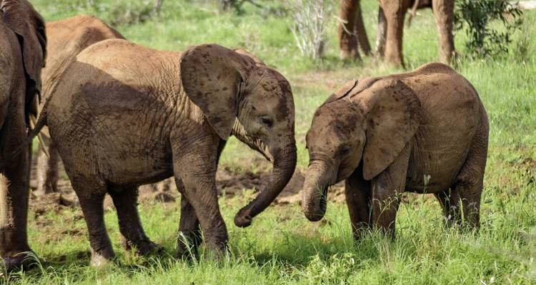 Aventura Kenia (de Nairobi a Mombasa) - DERTOUR 3