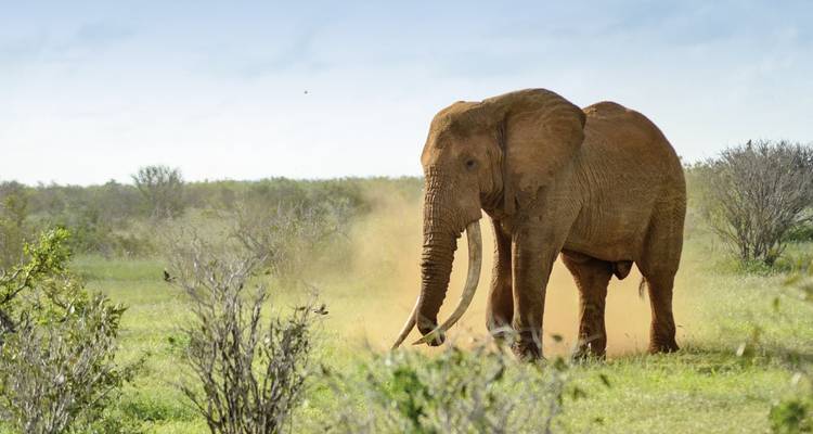 Aventura Kenia (de Nairobi a Mombasa) - DERTOUR 7