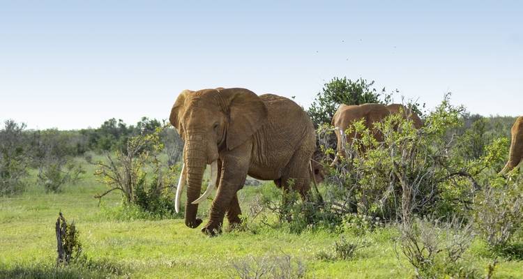 Aventura Kenia (de Nairobi a Mombasa) - DERTOUR 8