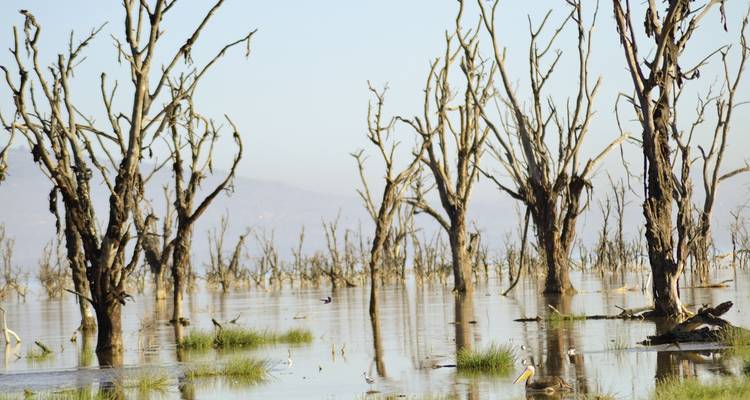 Paysage d'arbres morts dans une zone inondée.