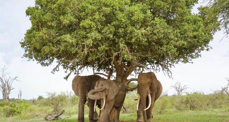 Des éléphants debout sous un grand arbre dans un champ herbeux.