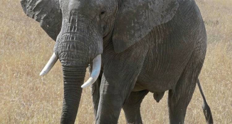 Drifters - Explorador de Kenia y Tanzania - DERTOUR 2