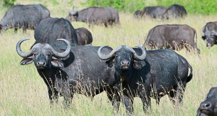 Drifters - Explorador de Kenia y Tanzania - DERTOUR 8