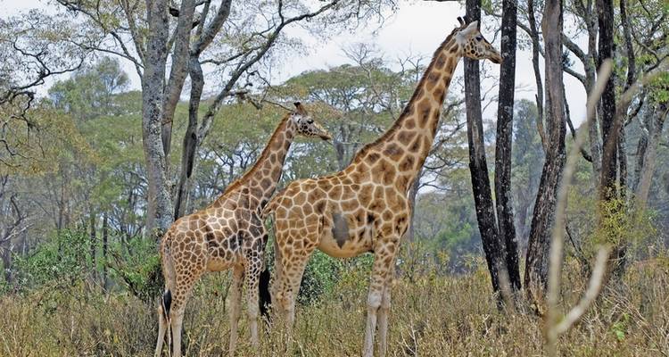 Drifters - Explorador de Kenia y Tanzania - DERTOUR 9