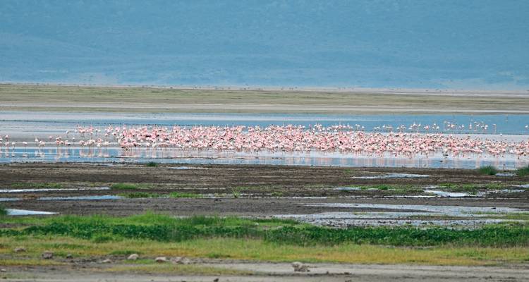 Flamingo's in een meer met verre heuvels.
