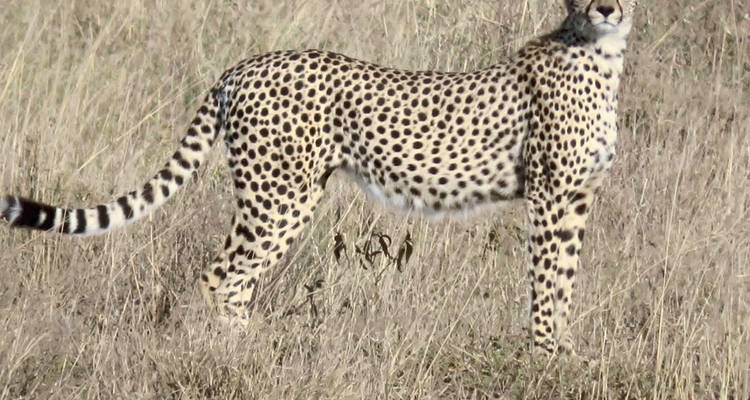 Jachtluipaard staand op grasrijke savanne.