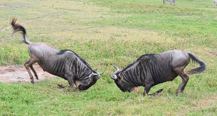 Twee gnoes vechten in een grazig veld.