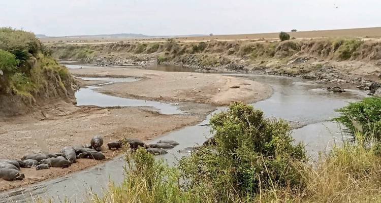 Rivier met nijlpaarden die rusten bij de oever.