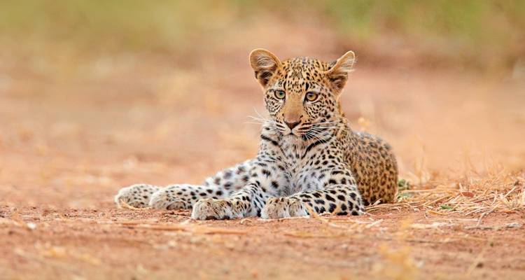 Leopard cub lying on the ground in a natural setting.