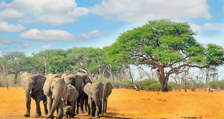 Troupeau d'éléphants marchant sur une plaine herbeuse avec des arbres en arrière-plan.