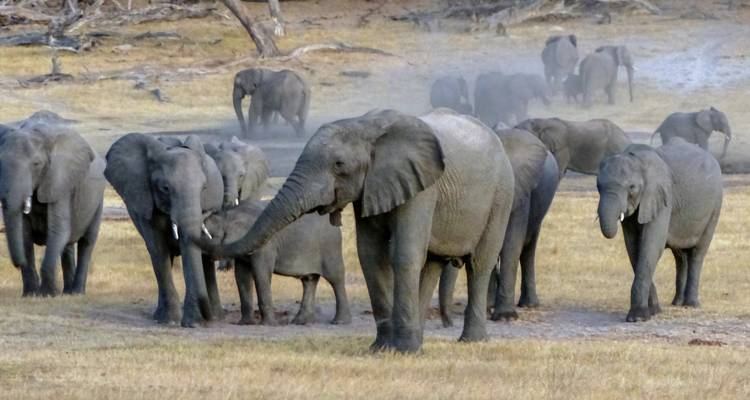 Plusieurs éléphants se sont rassemblés dans une zone sèche avec une végétation clairsemée.