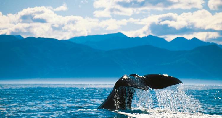Walschwanz, der die Meeresoberfläche durchbricht mit Bergkulisse im Hintergrund.
