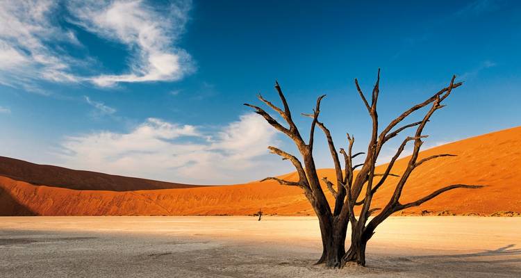 Toter Baum in einer Wüstenlandschaft mit Sanddünen und blauem Himmel.