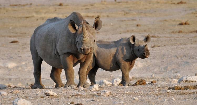 Gondwana Collection: Namibia with heart and soul - DERTOUR 7