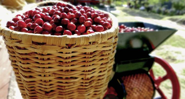 Geflochtener Korb gefüllt mit reifen roten Kaffeekirschen.