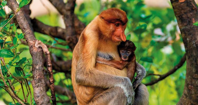 Singe nasique tenant un bébé dans un environnement de forêt luxuriante.