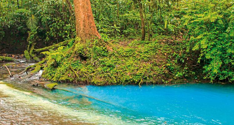 Lebhaft blauer Bach durch einen dichten Wald.