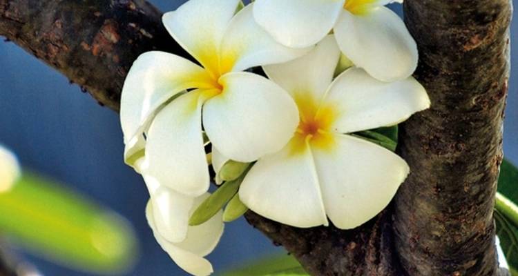 French Polynesia at its most beautiful - DERTOUR 2