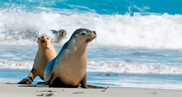 Seals relaxing on a beach with waves in the background.