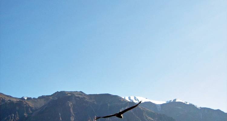 Vogel fliegt über Berggipfel unter klarem Himmel.