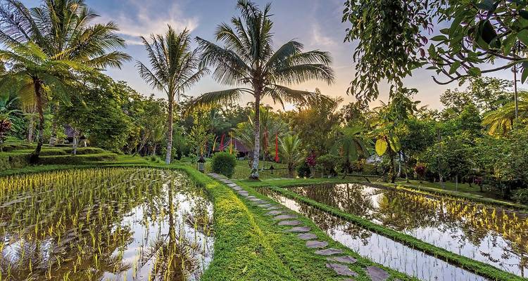 Luxuriantes rizières vertes avec des palmiers au coucher du soleil.