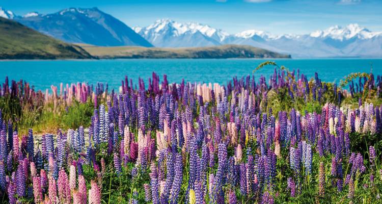Fleurs de lupin avec un lac et des montagnes en arrière-plan.